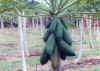 Another Type of Mango